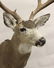 Mule Deer Shoulder Mount - 2