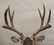 Mule Deer Shoulder Mount - 3