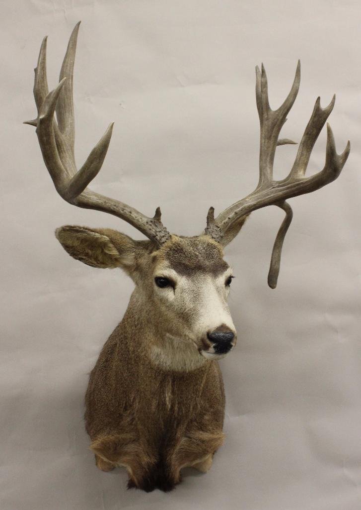 Mule Deer Shoulder Mount: Origin Taken - Unknown.