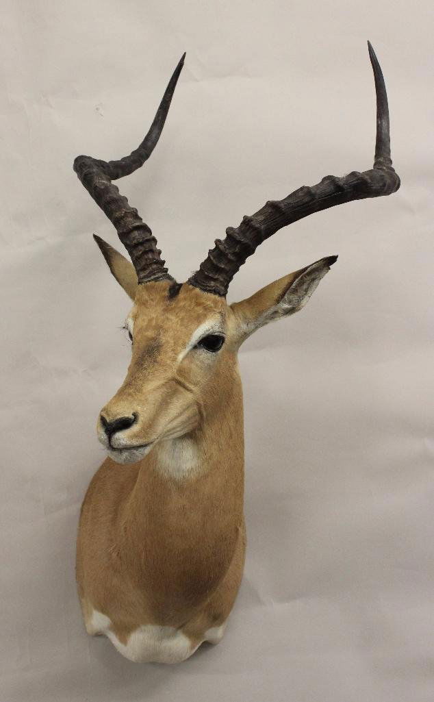 Southern Impala Shoulder Mount: Origin Taken - Madikwe, South Africa. SCI score 64 4/8.