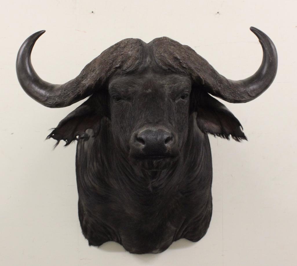 Cape Buffalo Shoulder Mount: Origin Taken - Botswana, South Africa. SCI score 110.