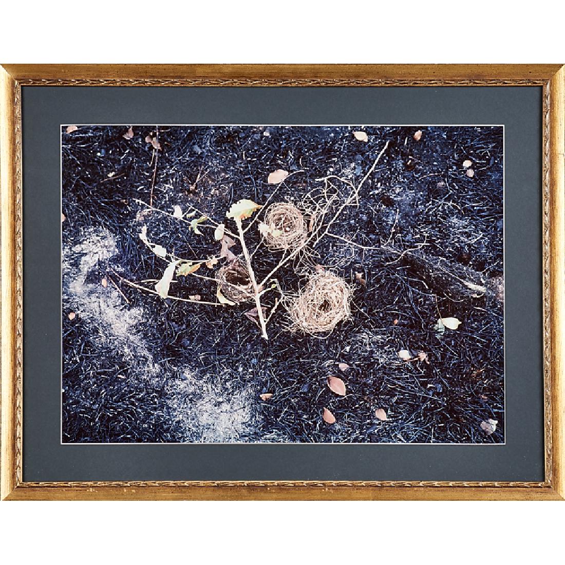 EVE SONNEMAN (American, b. 1946) (1 of 1)