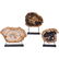 PETRIFIED WOOD FOSSIL SPECIMENS