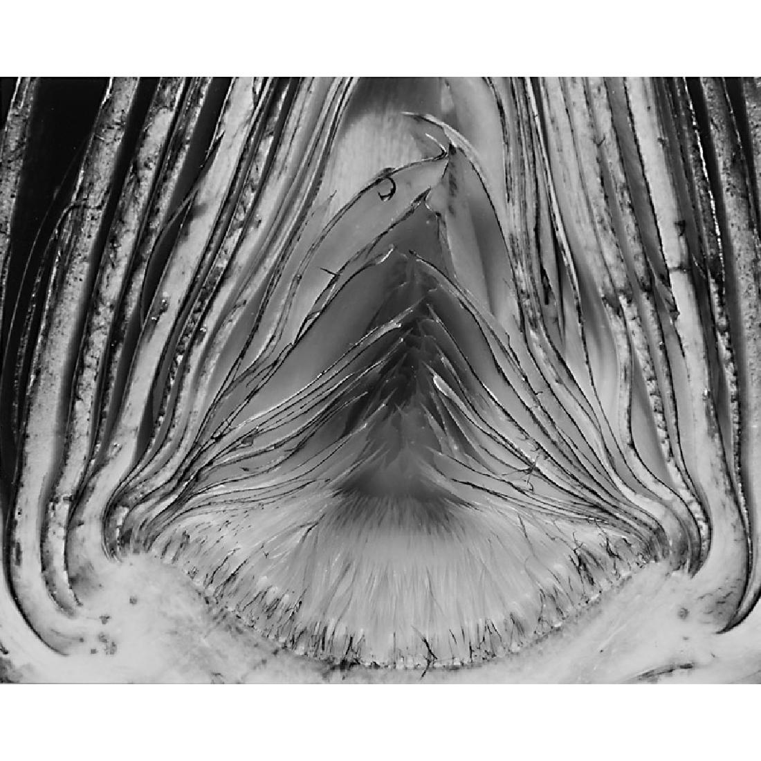 Edward Weston (American, 1886-1958): Artichoke Halved, 1930 Gelatin silver print dry mounted to backing board (framed, printed later by Cole Weston) Stamped 7 3/8" x 9 1/4" (image) Provenance: Private Collection, Florida
