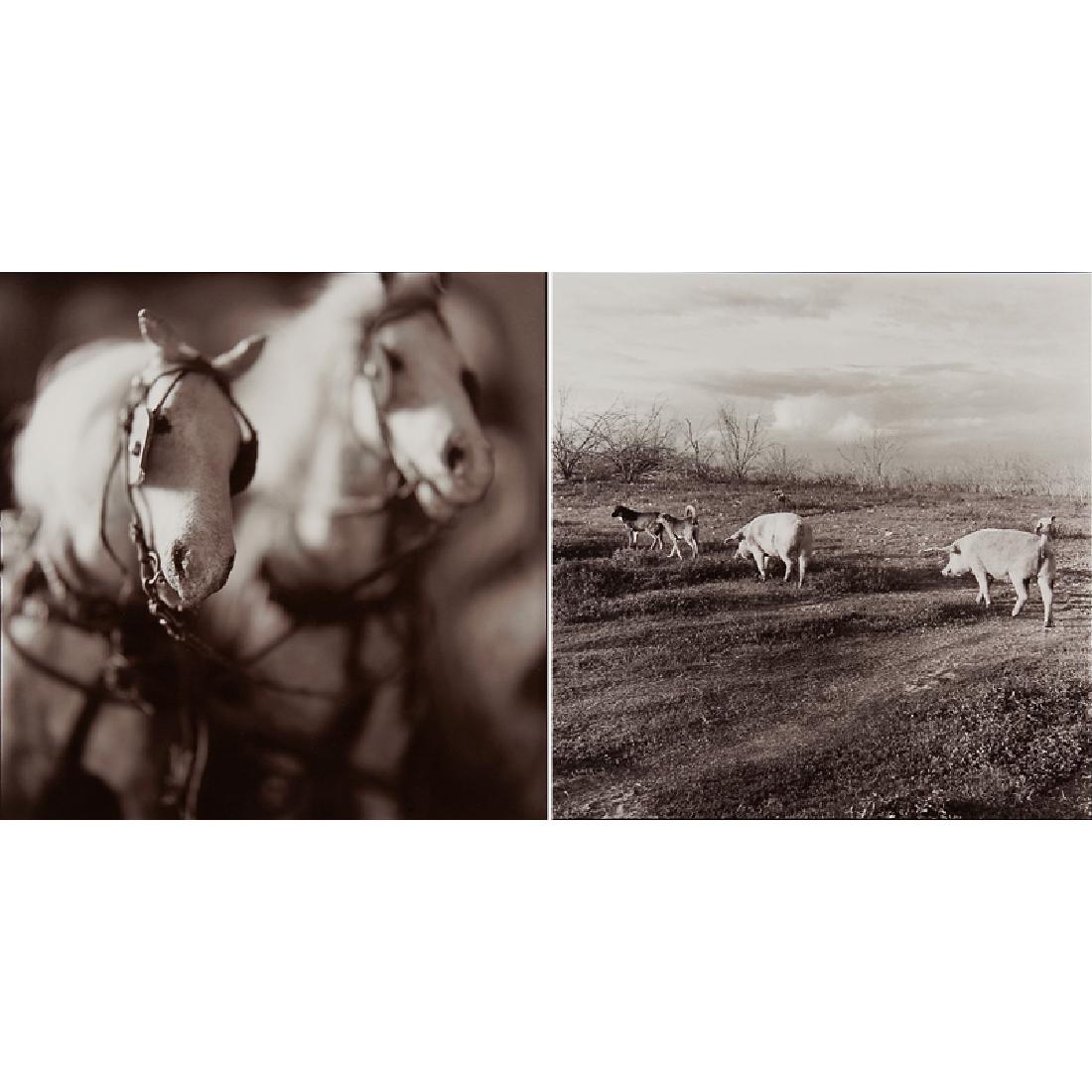 Keith Carter (American, b. 1948): Two works of art; Two Horses, 1992; Toned gelatin silver print; Signed, dated, titled and numbered 16/50; 19 7/8" x 15 3/4"; Pigs and Dogs, 1990; Toned gelatin silver print; Signed, dated, titled and