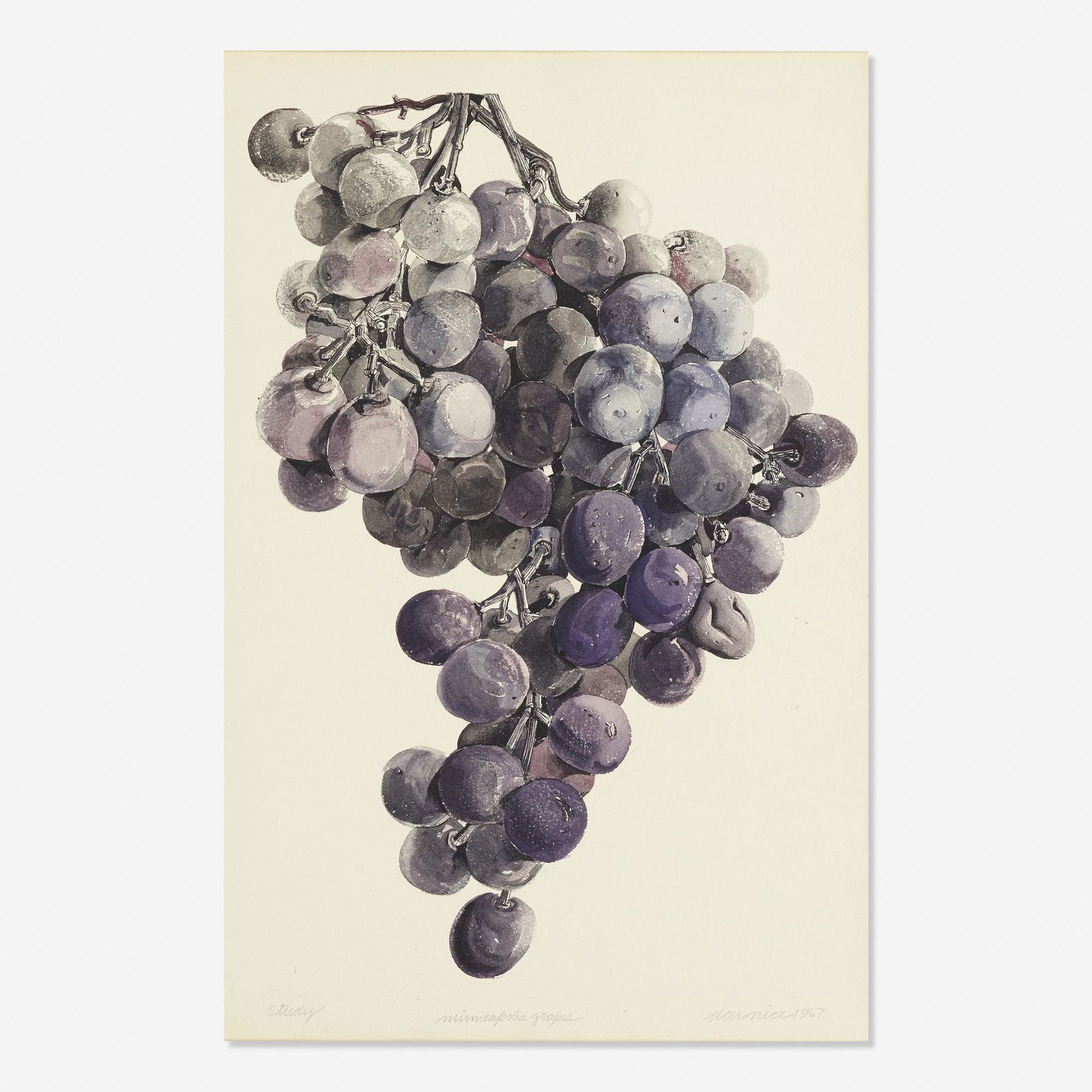Don Nice, Minneapolis Grapes (Study): Don Nice Minneapolis Grapes (Study) 1967watercolor on paper19 h × 13 w in (48 × 33 cm) Signed, titled and dated to lower edge 'Study Minneapolis Grapes Don Nice 1967'.