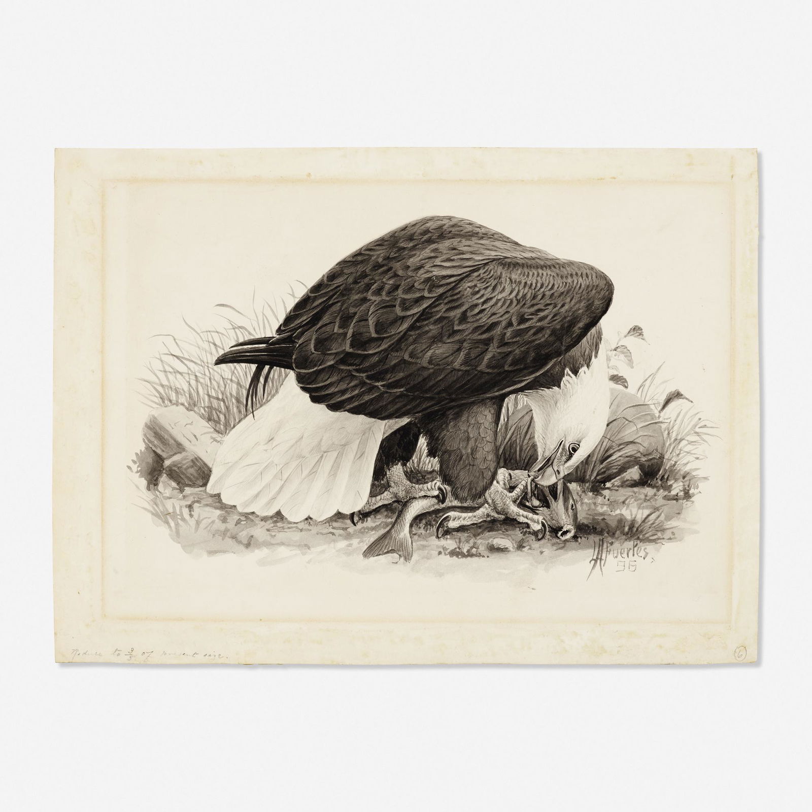 Louis Agassiz Fuertes, Bald Eagle (1 of 1)