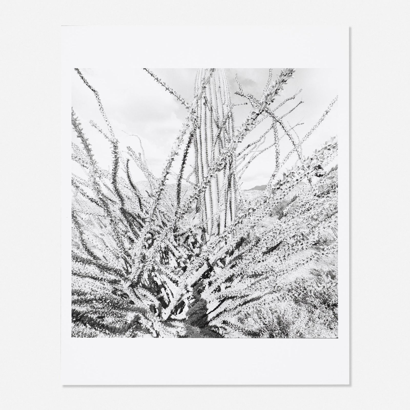 Lee Friedlander, Sonora, Arizona 1101-31: Lee Friedlander Sonora, Arizona 1101-31 1995gelatin silver print20 h × 16 w in (51 × 41 cm) Signed, titled, dated and inscribed to verso 'Lee Friedlander AZ- 1995 LF.5168.Y 1101-31'.<