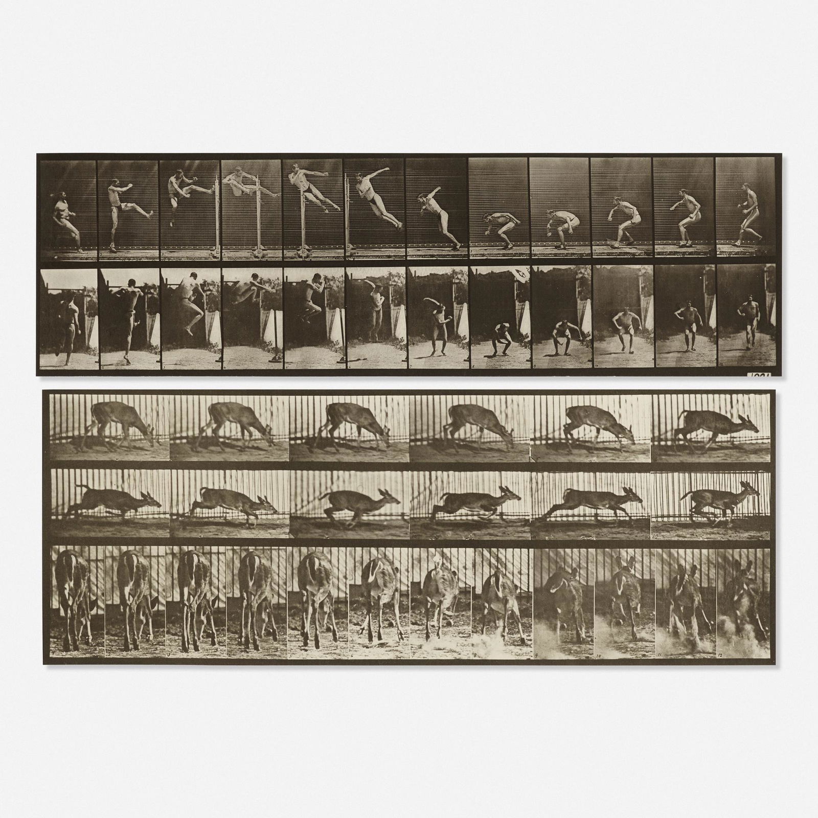 Eadweard Muybridge, Animal Locomotion series (two: Eadweard Muybridge Plates 158 and 681 from the Animal Locomotion series (two works) c. 1887collotypes19 h × 24 w in (48 × 61 cm) Additional example measures: 18.75 h x 23.75 w inches.