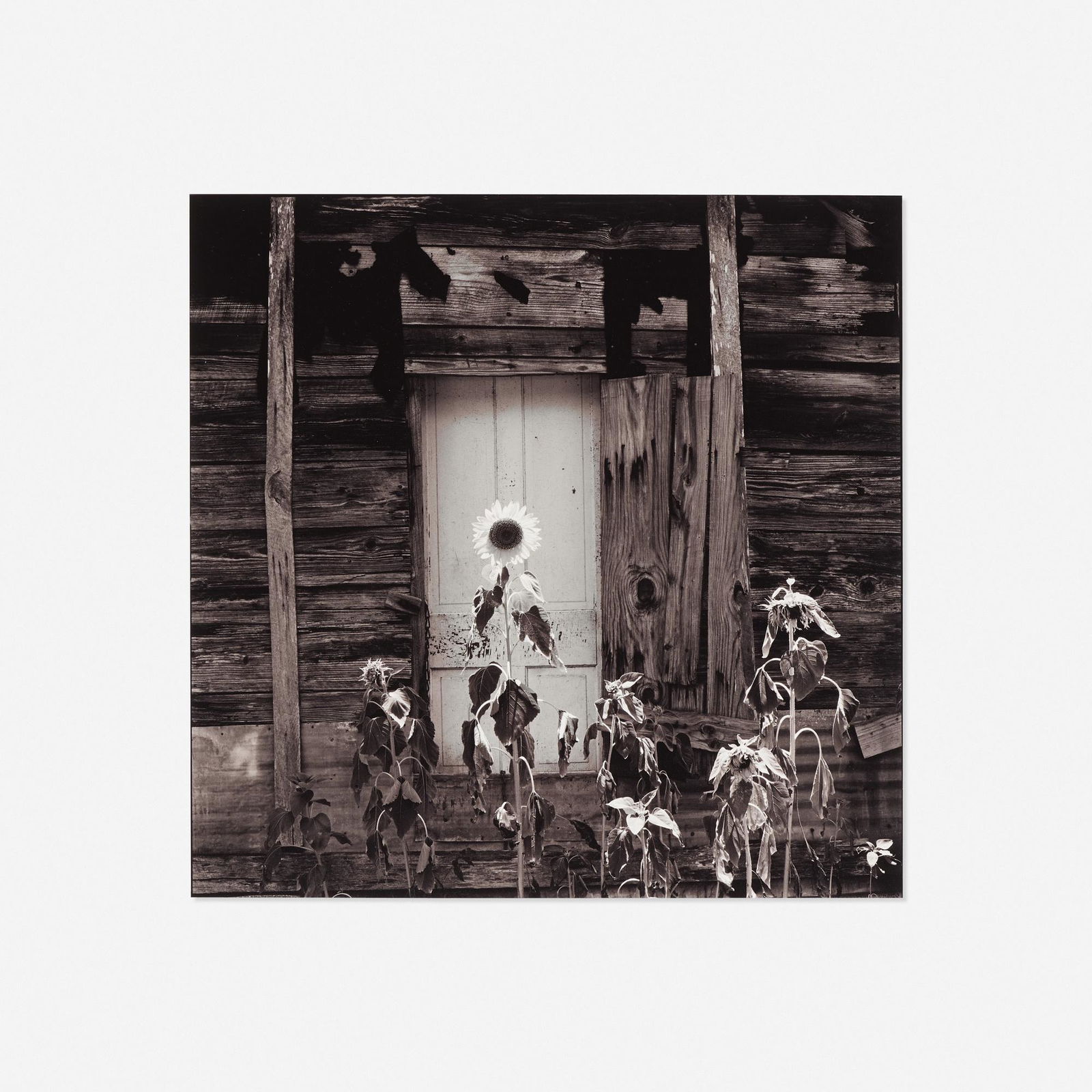 Keith Carter, Nat: Keith Carter Nat 1986selenium-toned gelatin silver print14 h × 11 w in (36 × 28 cm) Signed, titled, dated and numbered to verso '2/5 Nat Keith Carter 1986'. This work is number 2 from