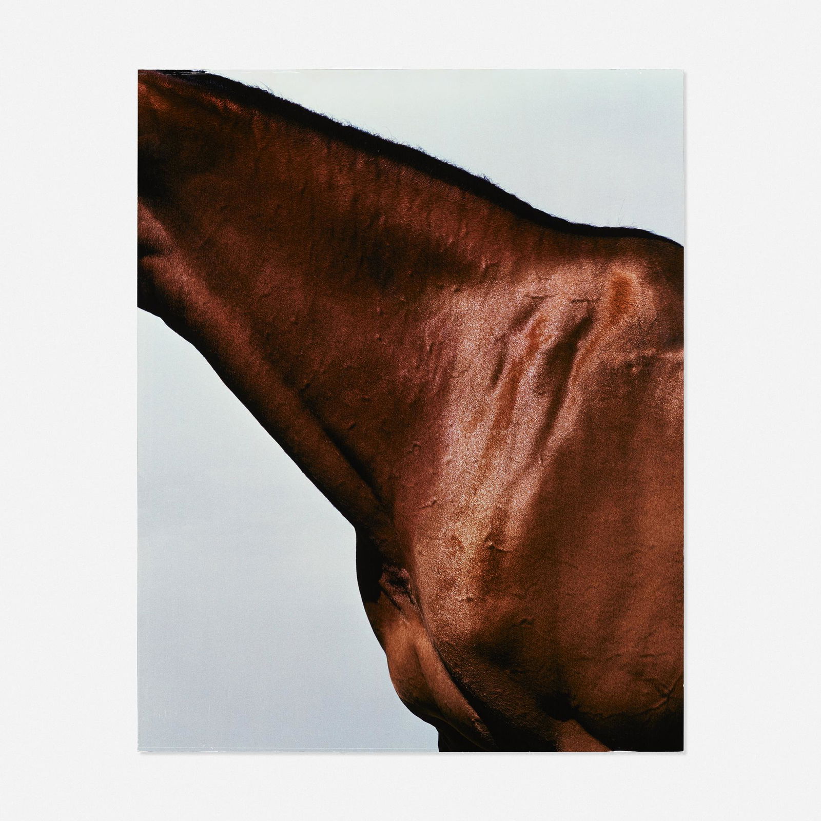 Steven Klein, Horse's Neck: Steven Klein Horse's Neck c-print mounted on aluminum39.5 h × 31.25 w in (100 × 79 cm)