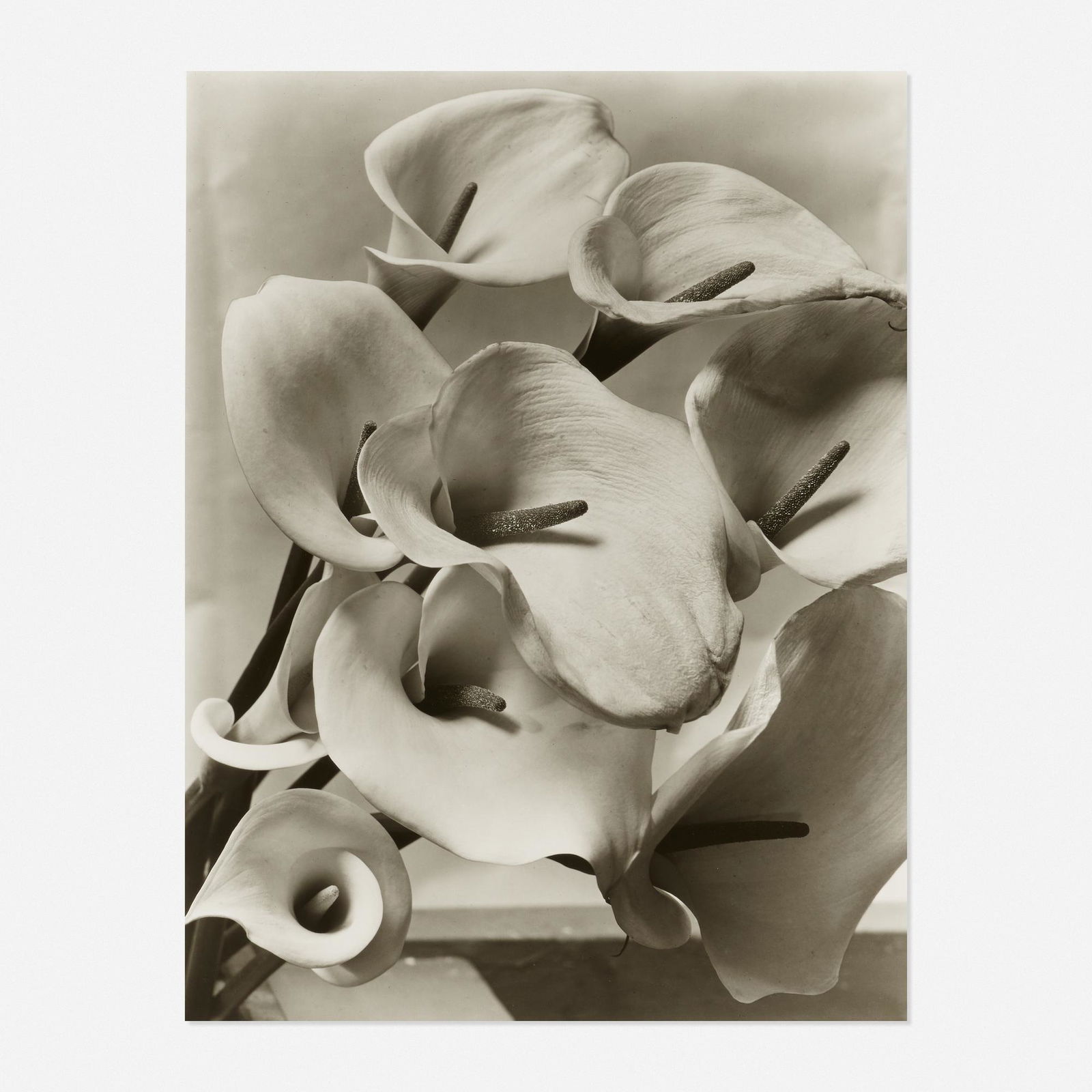 Imogen Cunningham, Callas (1 of 3)