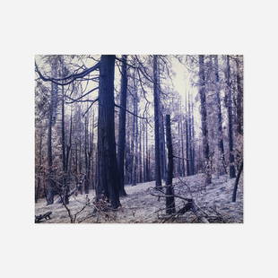 Justine Kurland, The Burned Down Forest, Tall Trees: Justine Kurland The Burned Down Forest, Tall Trees 2004c-print on Sintra 40 h × 50 w in (102 × 127 cm) Signed to label on verso 'J. Kurland'. This work is number 1 from the edition