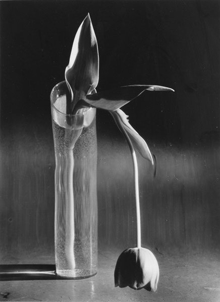 Andre Kertesz (Hungarian/American, 1894-1985) Mela: Andre Kertesz (Hungarian/American, 1894-1985) Melancholy Tulip, 1939 (printed later); Gelatin silver print (framed); Signed and dated; 13 3/4'' x 10'' (image), 13 7/8'' x 11'' (sheet); Provenance: Pri