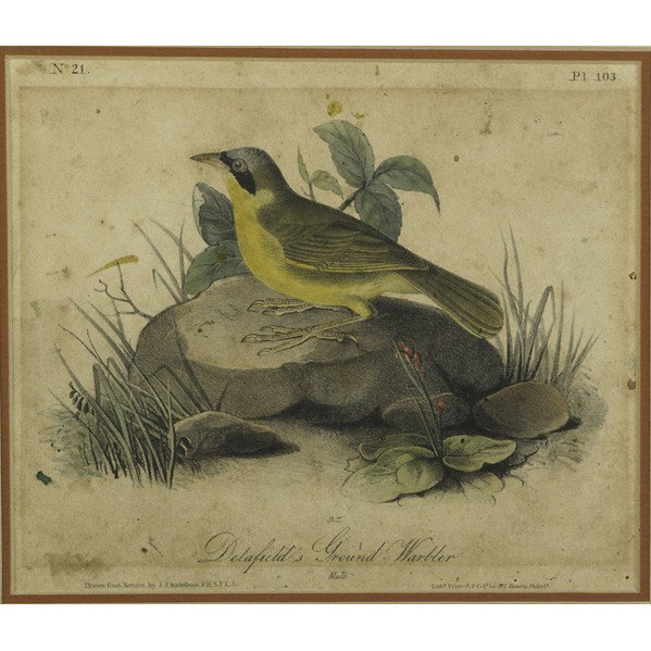 JOHN JAMES AUDUBON (American, 1785-1851): JOHN JAMES AUDUBON (American, 1785-1851); Five water-washed color lithographs from ''The Birds of America'', 1840-1844 (framed); First Royal Octavo Edition by J.T. Bowen, Philadelphia; The first editi