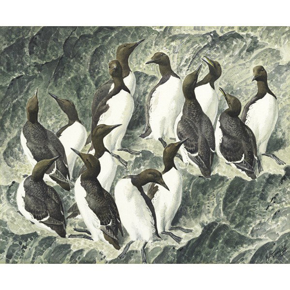 CHARLES FREDERICK TUNNICLIFFE (British,1901-1979): CHARLES FREDERICK TUNNICLIFFE (British, 1901-1979); Watercolor on paper of penguin group (framed); Signed; 19'' x 23'' Artist: Tunnicliffe, Charles Frederick
