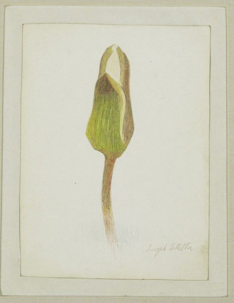 Joseph Stella (American, 1877-1946) Untitled (Flow: Joseph Stella (American, 1877-1946) Untitled; Silver point and colored pencil on paper (framed); Signed; 6 3/4'' x 5'' (sheet); Provenance: Rabin & Krueger Gallery, New York (label on verso); Private