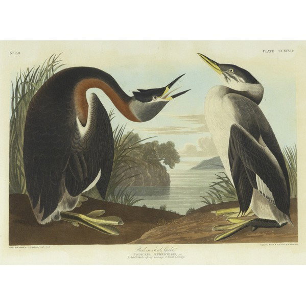 JOHN JAMES AUDUBON (American, 1785-1851): JOHN JAMES AUDUBON (American, 1785-1851); Hand-colored engraving, ''Red-necked Grebe,'' (Plate 298), from Birds of America, R. Havell, 1836; 14 3/4'' x 20 1/3'' (plate); Provenance: Sotheby's, June 7,
