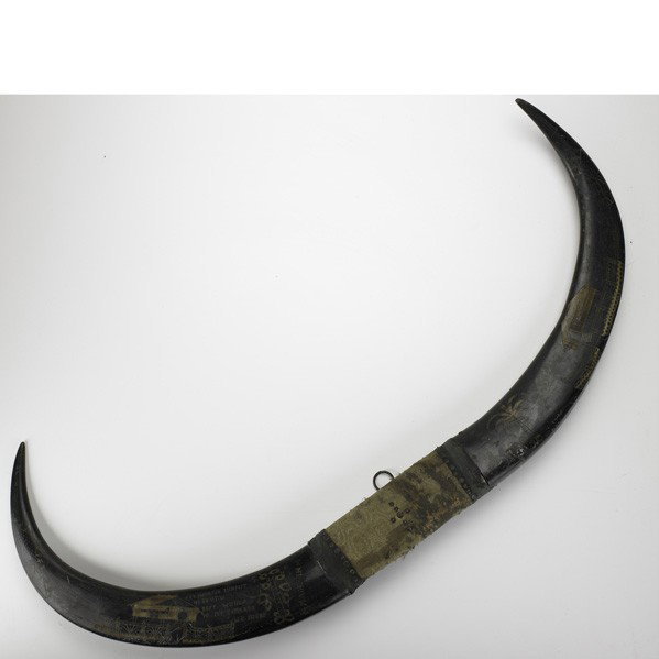WWII SOUVENIR BULL HORNS: WWII SOUVENIR BULL HORNS; Carved with scene; Marked ''Sgt Hamilton Fish post No 20 V.F.W./ Best wishes to my comrads/W.E. Meyers''; 45'' x 15''