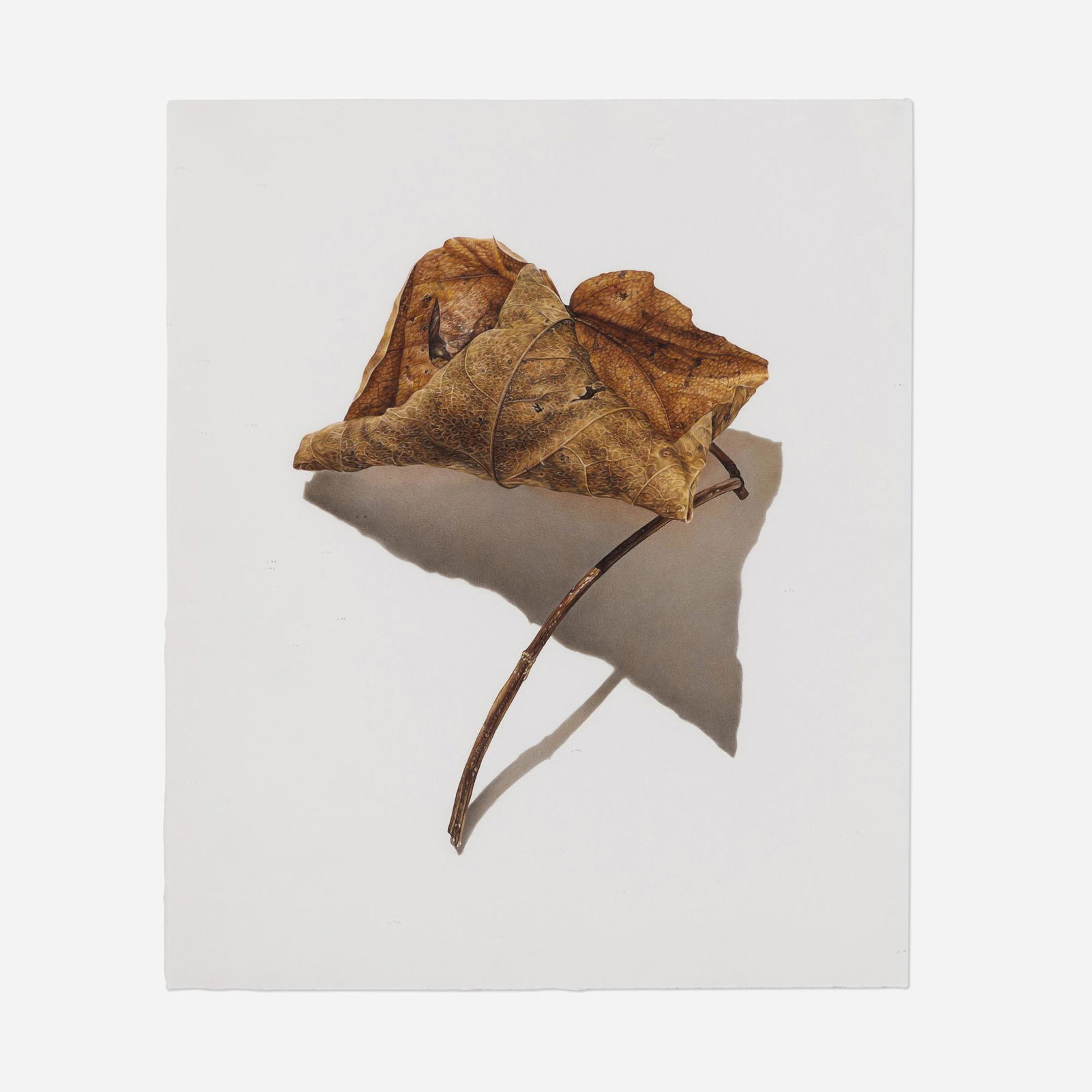 David Morrison, Rusted Leaf Series 2: David Morrison Rusted Leaf Series 2 2006colored pencil on paper 20 h x 17 w in (51 x 43 cm) Provenance: The Artist | Garvey Simon Art Access, Inc., New York | Private Collecti