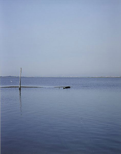 Catherine Opie (American, b. 1961): Hovering Birds (Venice, Italy), 2009; C-print (framed); From an edition of 40; 30" x 24" (sheet); Provenance: Private Collection, New York