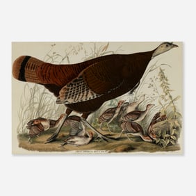 After John James Audubon, Great American Hen and Young