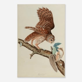 After John James Audubon, Barred Owl