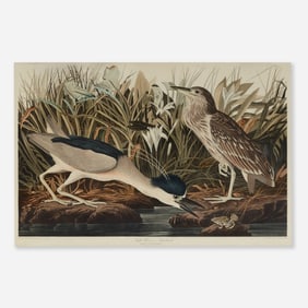 After John James Audubon, Night Heron and Qua Bird