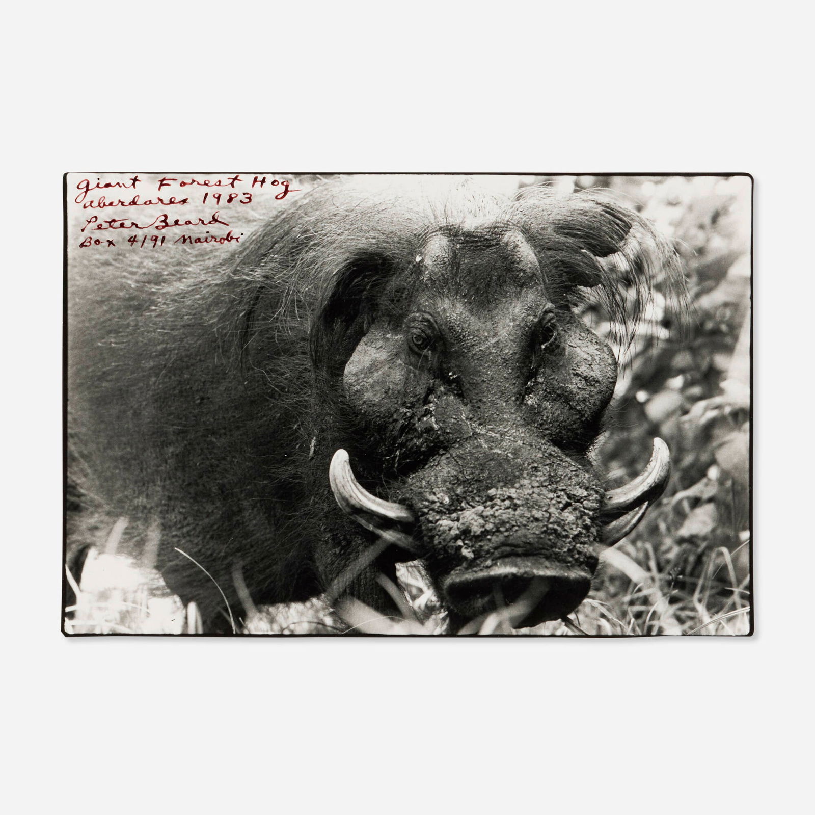 Peter Beard, Giant Forest Hog, Aberdares: Peter Beard Giant Forest Hog, Aberdares 1983gelatin silver print 6.25 h x 9.375 w in (16 x 24 cm) Signed, titled, dated and inscribed in blood to upper left 'Giant Forest Hog Aberdares 1983 Pe