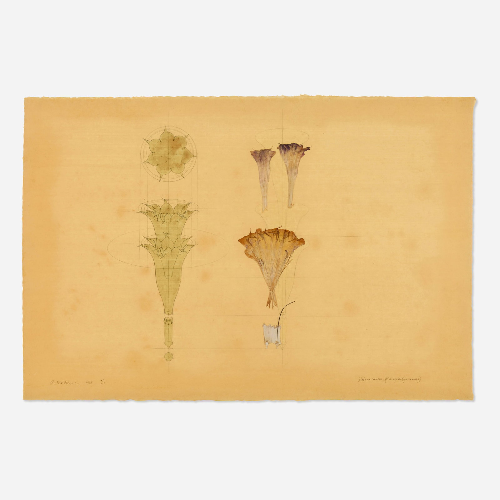 Frances Whitehead, Datura Metel Floreplus (Fastuosa): Frances Whitehead Datura Metel Floreplus (Fastuosa) 1995 lithograph with pressed flower 25 h × 37 w in (63 × 94 cm) Signed, titled, dated and numbered to lower edge ‘F. Whi
