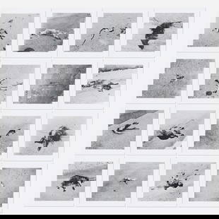 Robert Kinmont, 26 Dead Animals: Robert Kinmont 26 Dead Animals 1967-70 / printed 2011gelatin silver print image (each): 6.25 h × 6.25 w in (16 × 16 cm) sheet (each): 8 h × 8 w in (20 × 20 cm) Si