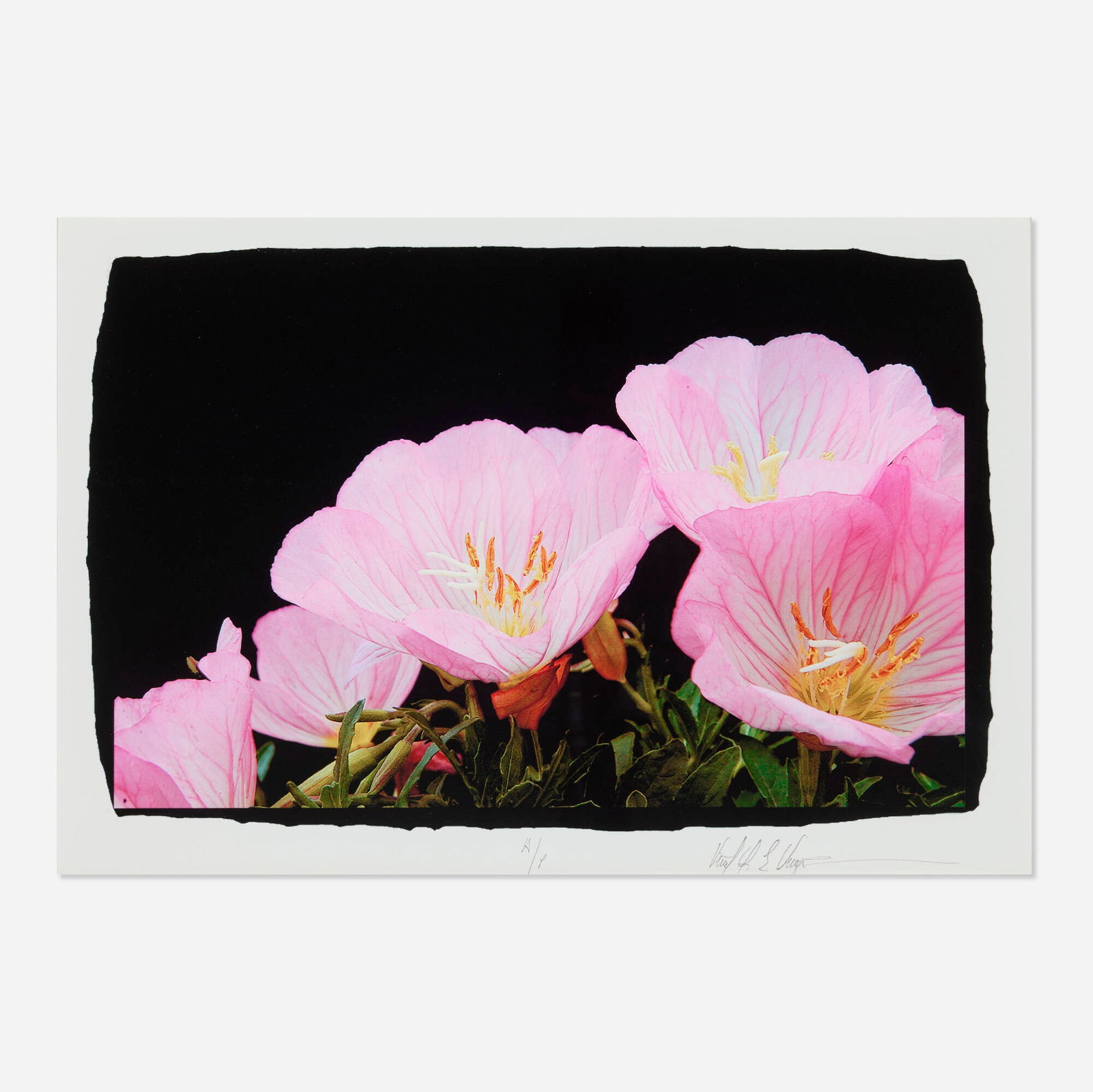 Vincent Versace, Pink Flower: Vincent Versace Pink Flower archival inkjet print image: 16.25 h x 25.5 w in (41 x 65 cm) sight: 18.5 h x 27.5 w in (47 x 70 cm) Signed and numbered to lower edge 'A/P Vincent E. Versace'. This w