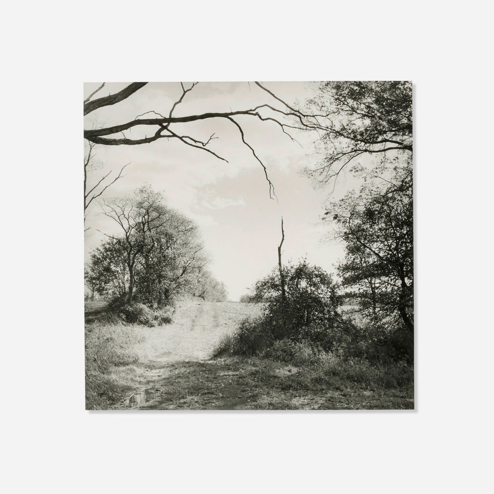 Larry  Fink, Sky & Trees (1 of 3)