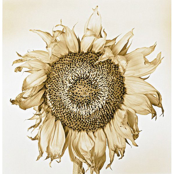 FREDERIC OHRINGER (American, b. 1940): Three sepia toned gelatin silver prints flower close ups; "Coco", 1994, "Dahlia," 1990, "Sunflower," 1992 (all framed); All signed, dated and numbered; Each: 15 1/2" x 13 1/2" (sight)