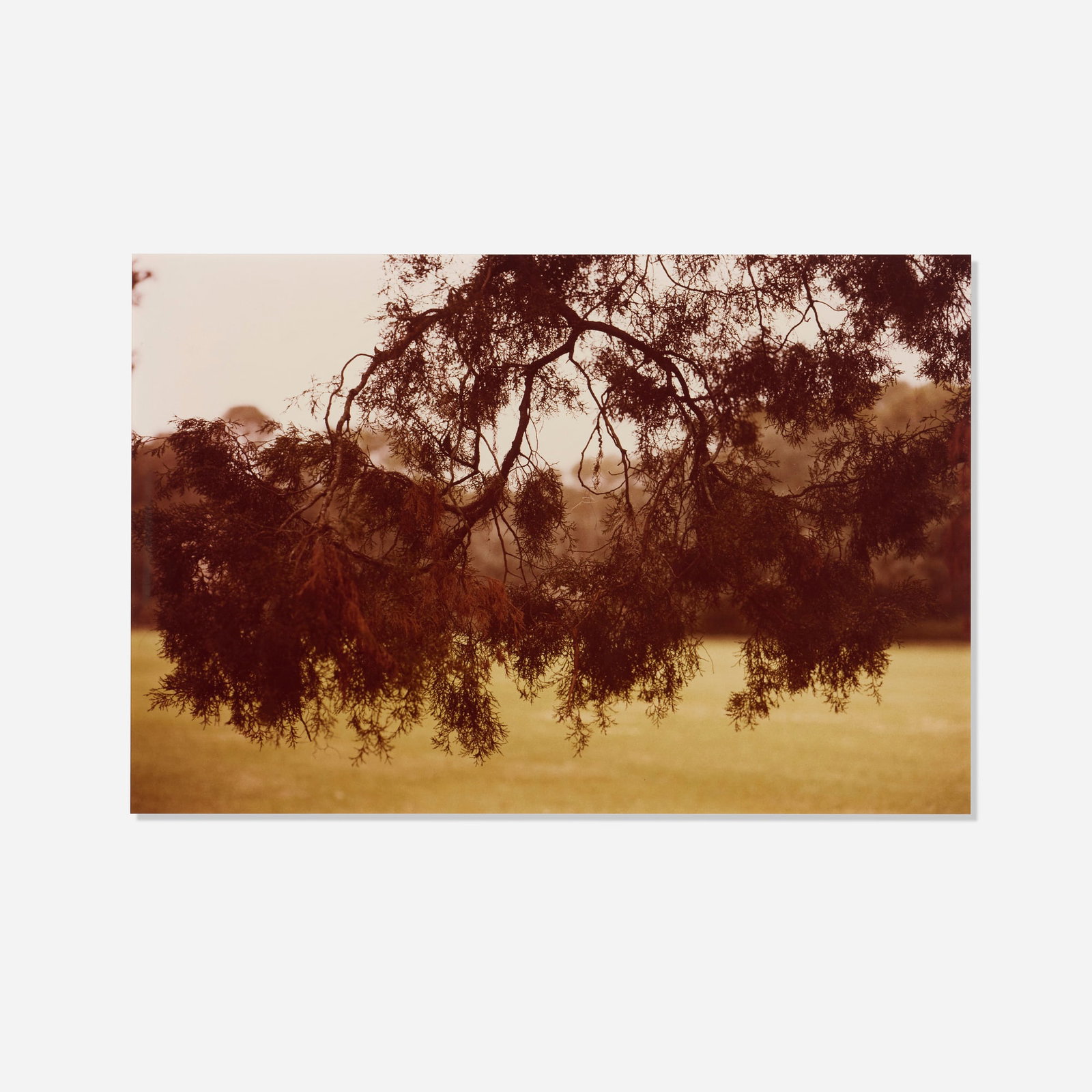 William Eggleston, Untitled (Conifer): William Eggleston Untitled (Conifer) 1978vintage C-print image: 10.125 h x 15 w in (26 x 38 cm) sheet: 14 h x 17 w in (36 x 43 cm) Signed to verso 'W. Eggleston'. This w