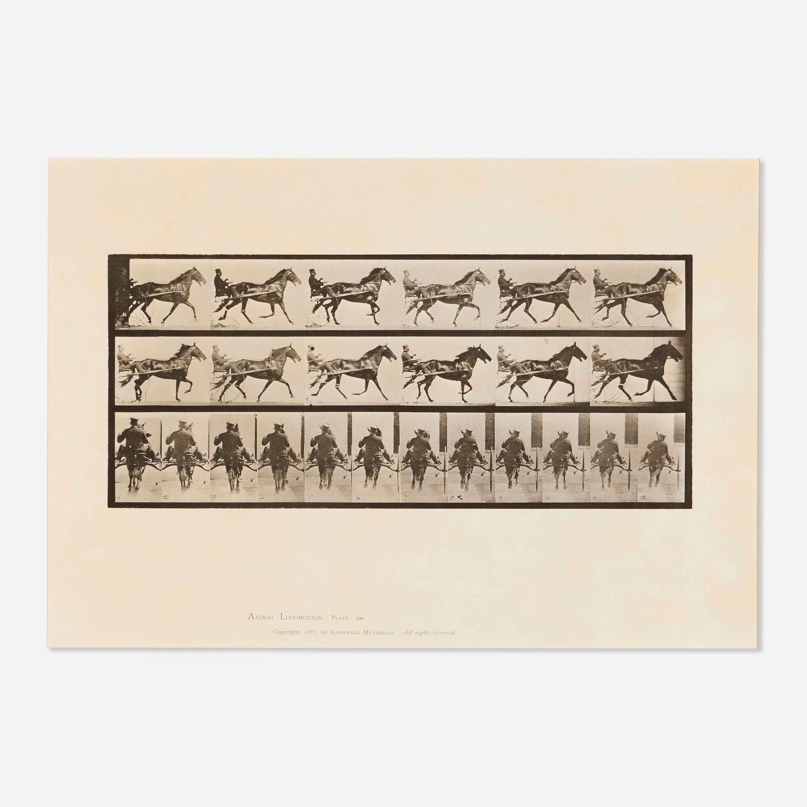 Eadweard Muybridge, Plate 594 (from the Animal Locomotion series) (1 of 3)