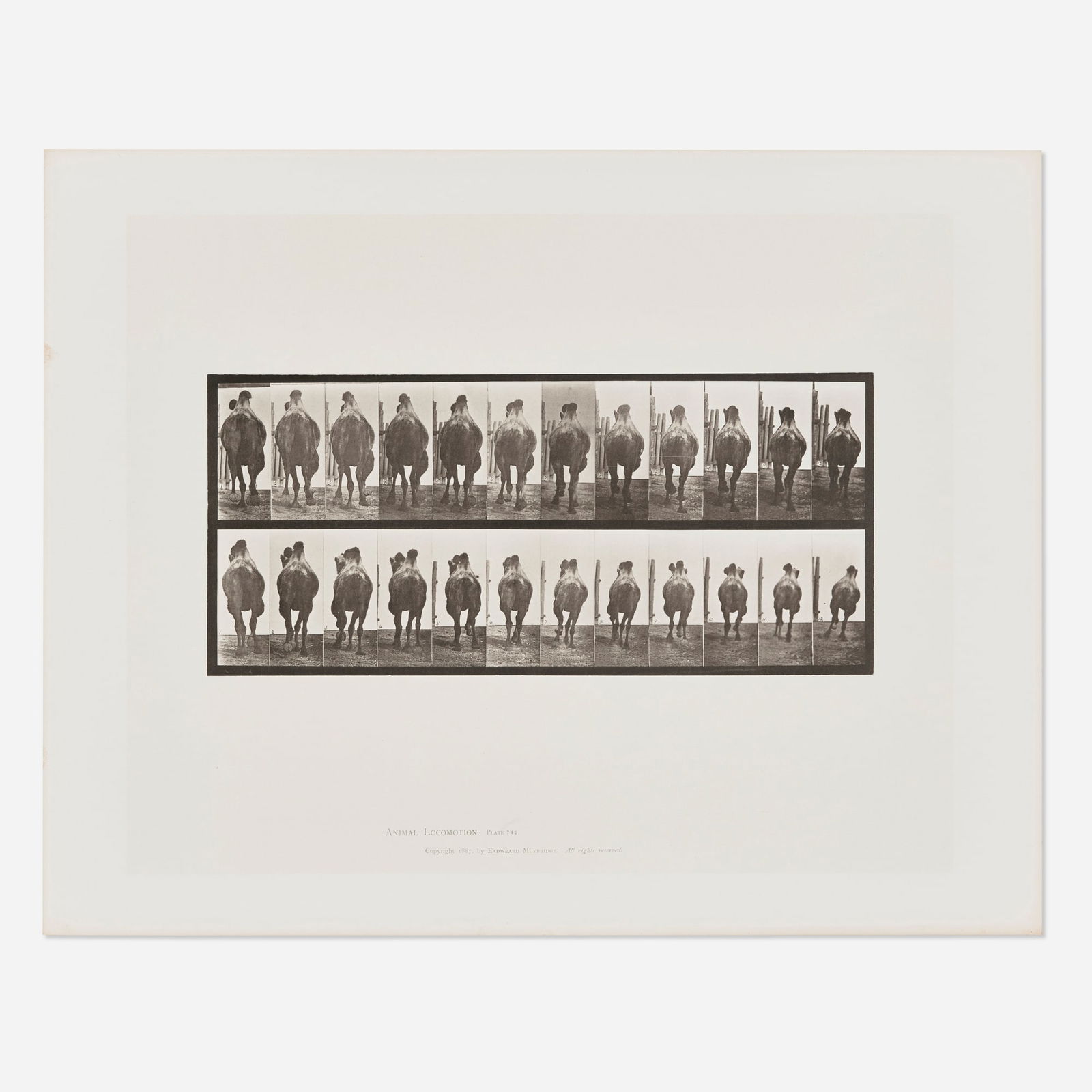 Eadweard Muybridge, Plate 742 (from the Animal Locomotion series) (1 of 2)