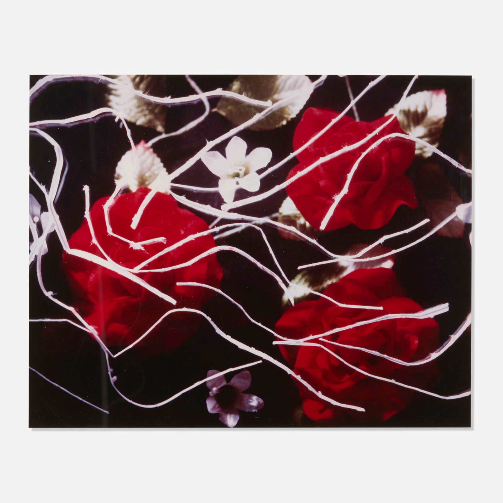 Jimmy DeSana, Roses & Bagties: Jimmy DeSana Roses & Bagties 1986 Cibachrome print image: 15.625 h x 19.625 w in (40 x 50 cm) sheet: 16 h x 20 w in (41 x 51 cm) Signed, titled, dated and numbered to verso 'Roses & Bagties 3/12