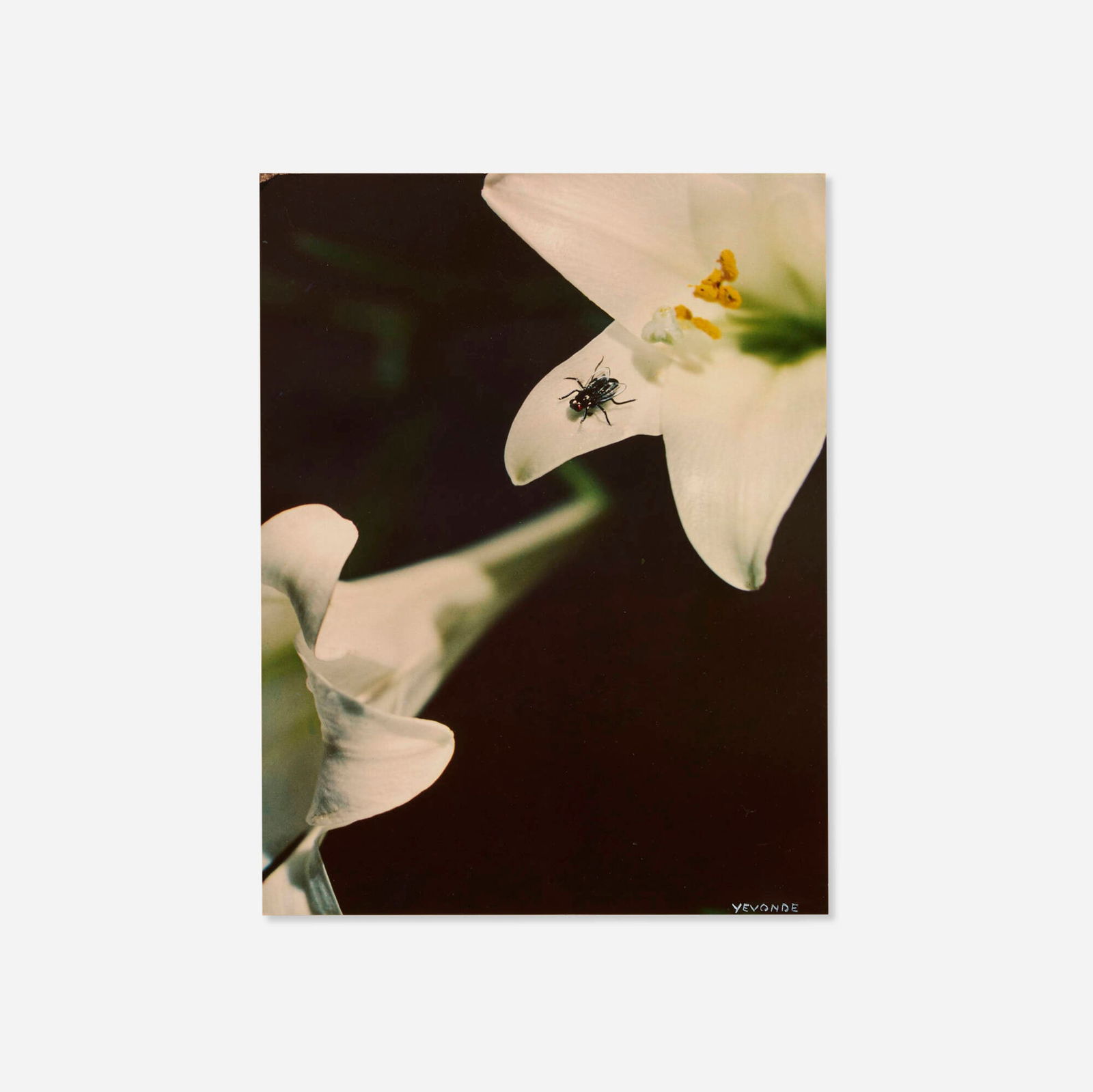 Madame Yevonde (Yevonde Middleton), Metis (1 of 4)