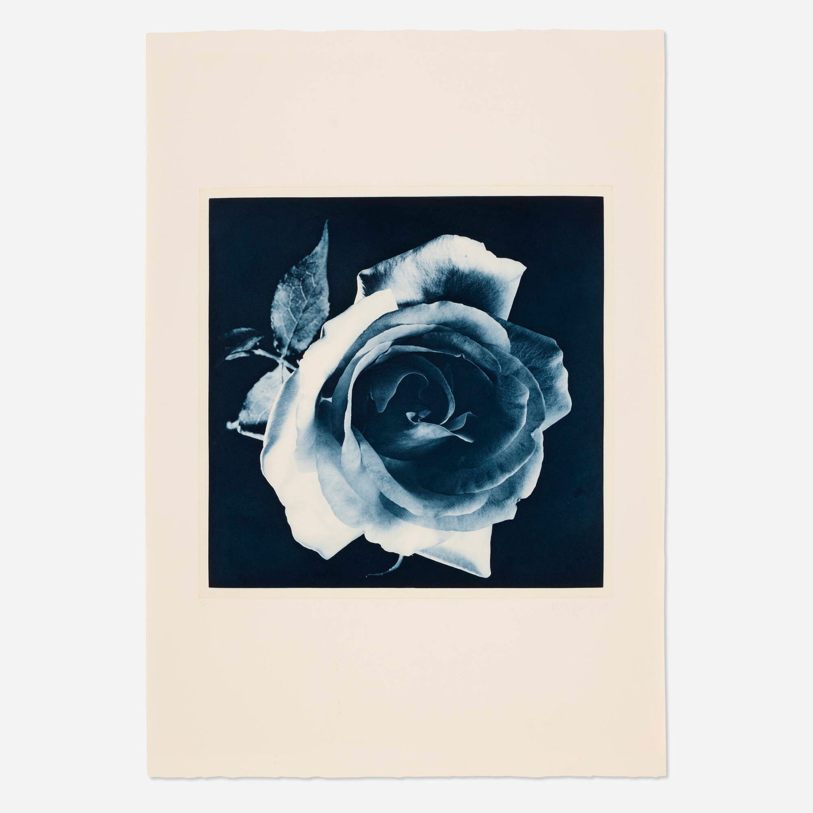 Robert Mapplethorpe, Blue Rose (1 of 4)
