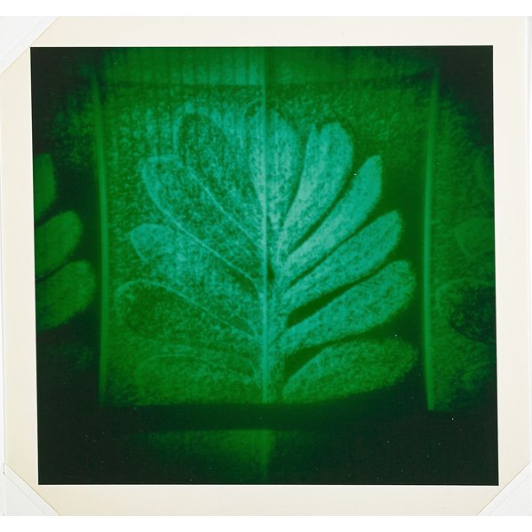 Thomas Ruff (German, b. 1958): After Blossfeldt, 1994; C-print; Signed, dated and numbered 22/35; 8" x 8 3/8" (image); 9" x 9 1/2" (sheet)