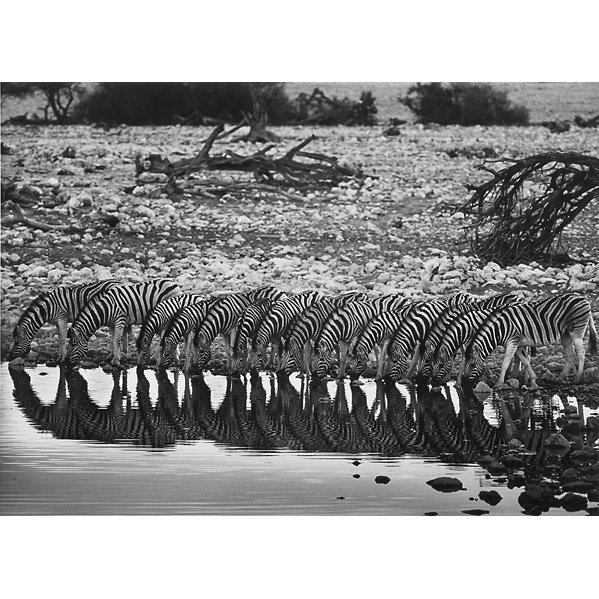 Sebastião Salgado (Brazilian, b. 1944): Zebras, Namibia, 2005; Gelatin silver print ; Signed, dated and titled; 14 5/8" x 20" (image); 19 3/4" x 23 5/8" (sheet); Provenance: Private Collection, New York