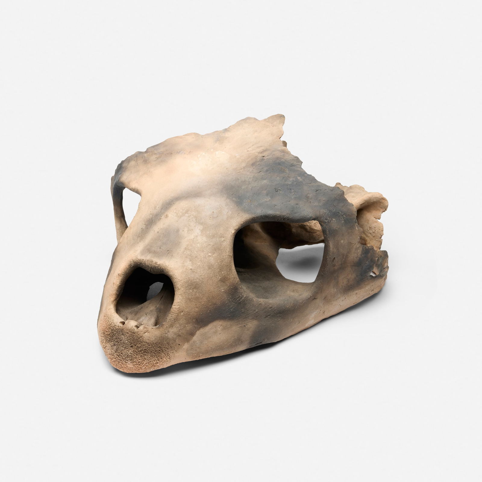 Michele Oka Doner, Tortoise Skull (1 of 5)