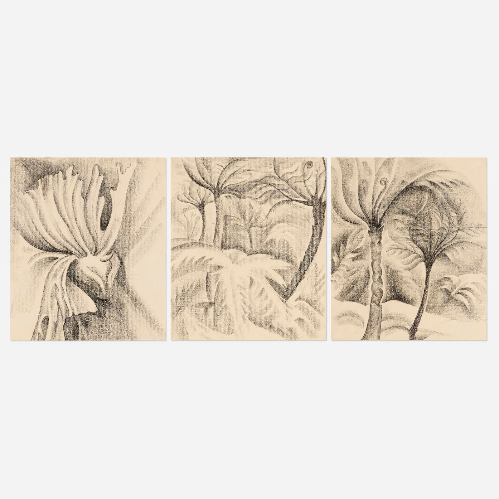 Lucretia Van Horn, Tree Ferns (EW663); Tree Ferns (EW666); Air Plant (EW664) (three works): Lucretia Van Horn Tree Ferns (EW663); Tree Ferns (EW666); Air Plant (EW664) (three works) charcoal on paper each: 23.625 h x 18 w in (60 x 46 cm) Provenance: Art Exchange Gallery, San Francisco |