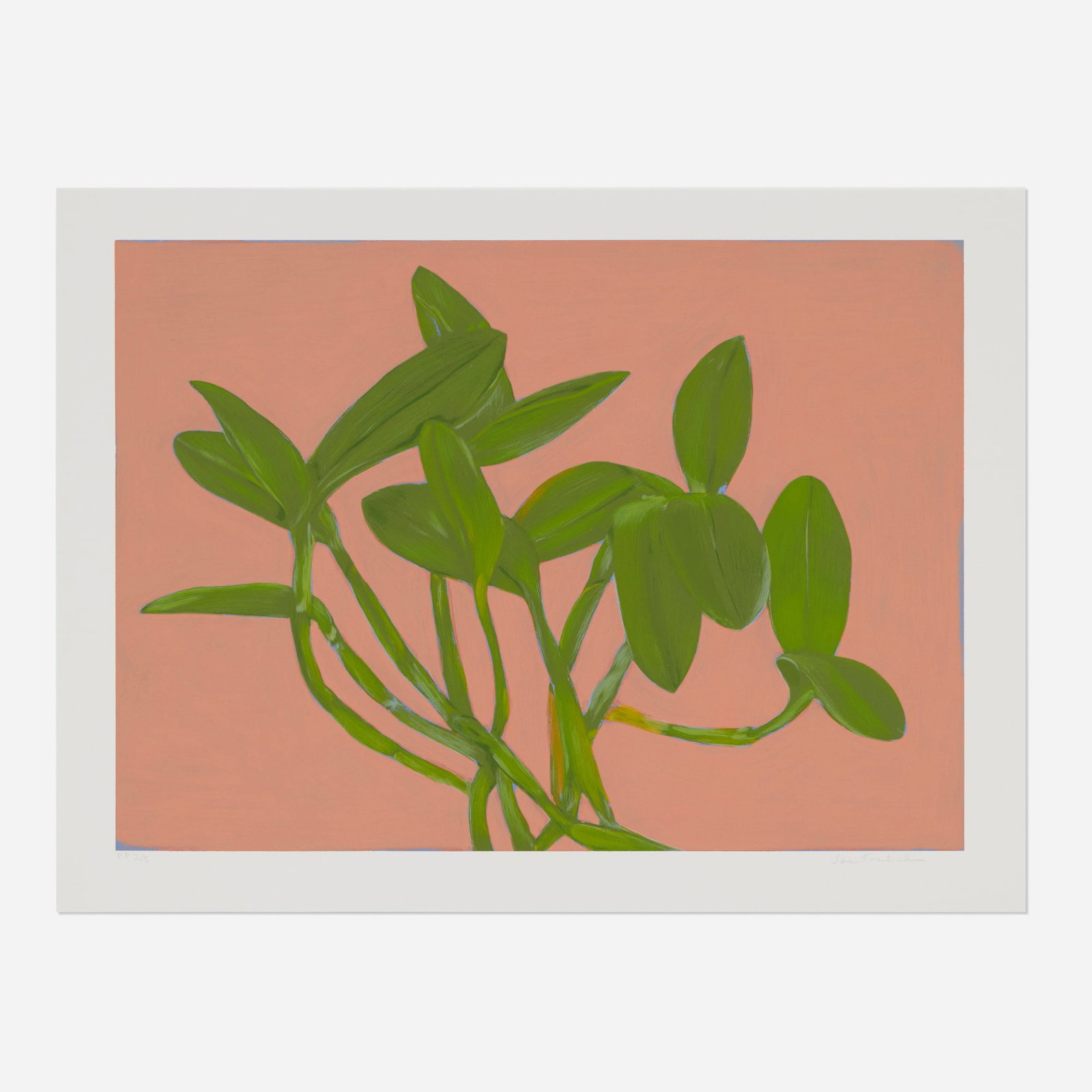 Jane Freilicher, Orchid Plant (from Centennial Portfolio) (1 of 2)