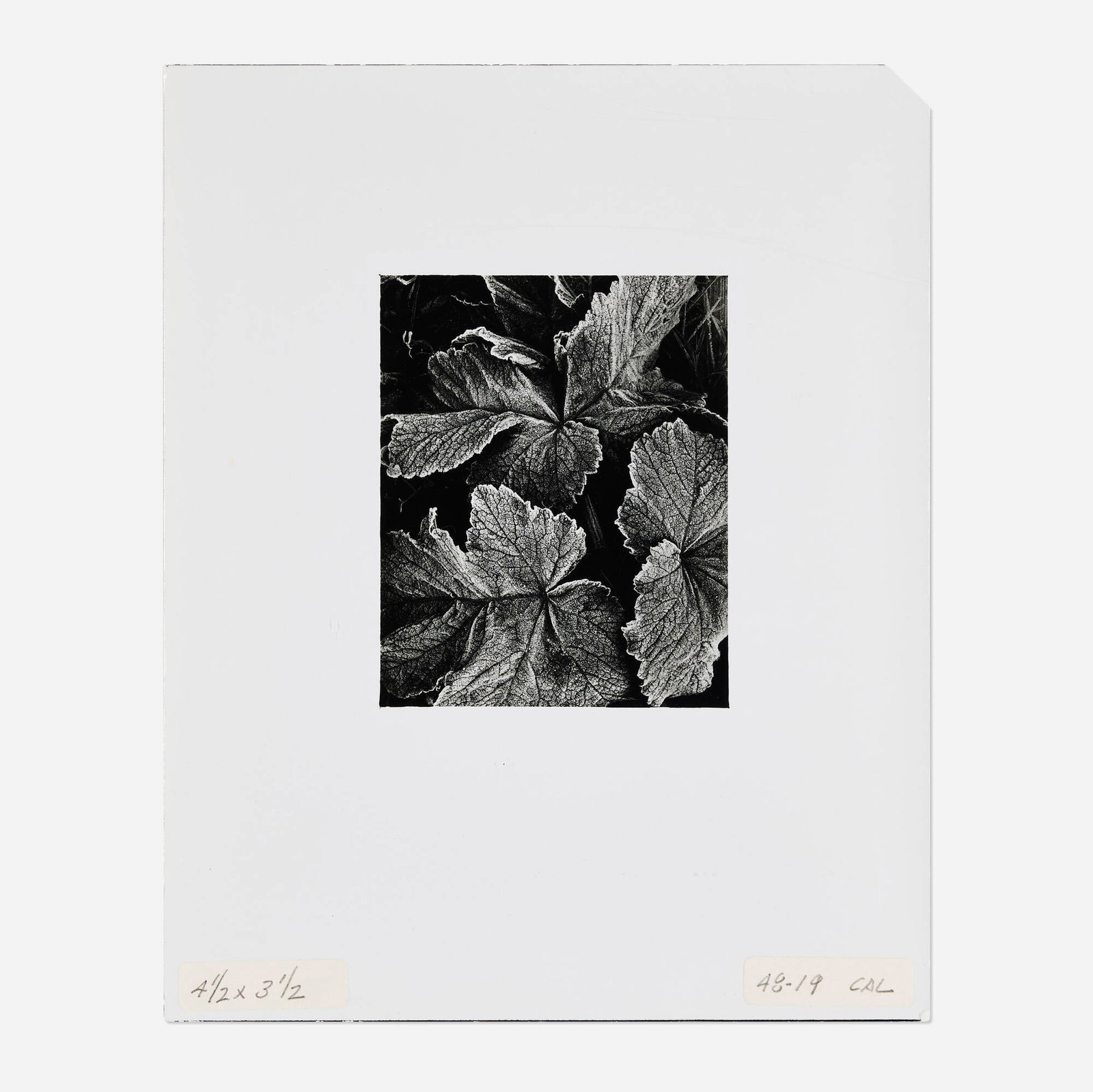 Oliver Gagliani, Untitled (Leaves): Oliver Gagliani Untitled (Leaves) gelatin silver print image: 4.375 h x 3.625 w in (11 x 9 cm) sheet: 9.875 h x 7.875 w in (25 x 20 cm) Signed twice and inscribed to verso 'Oliver Gagliani N+?