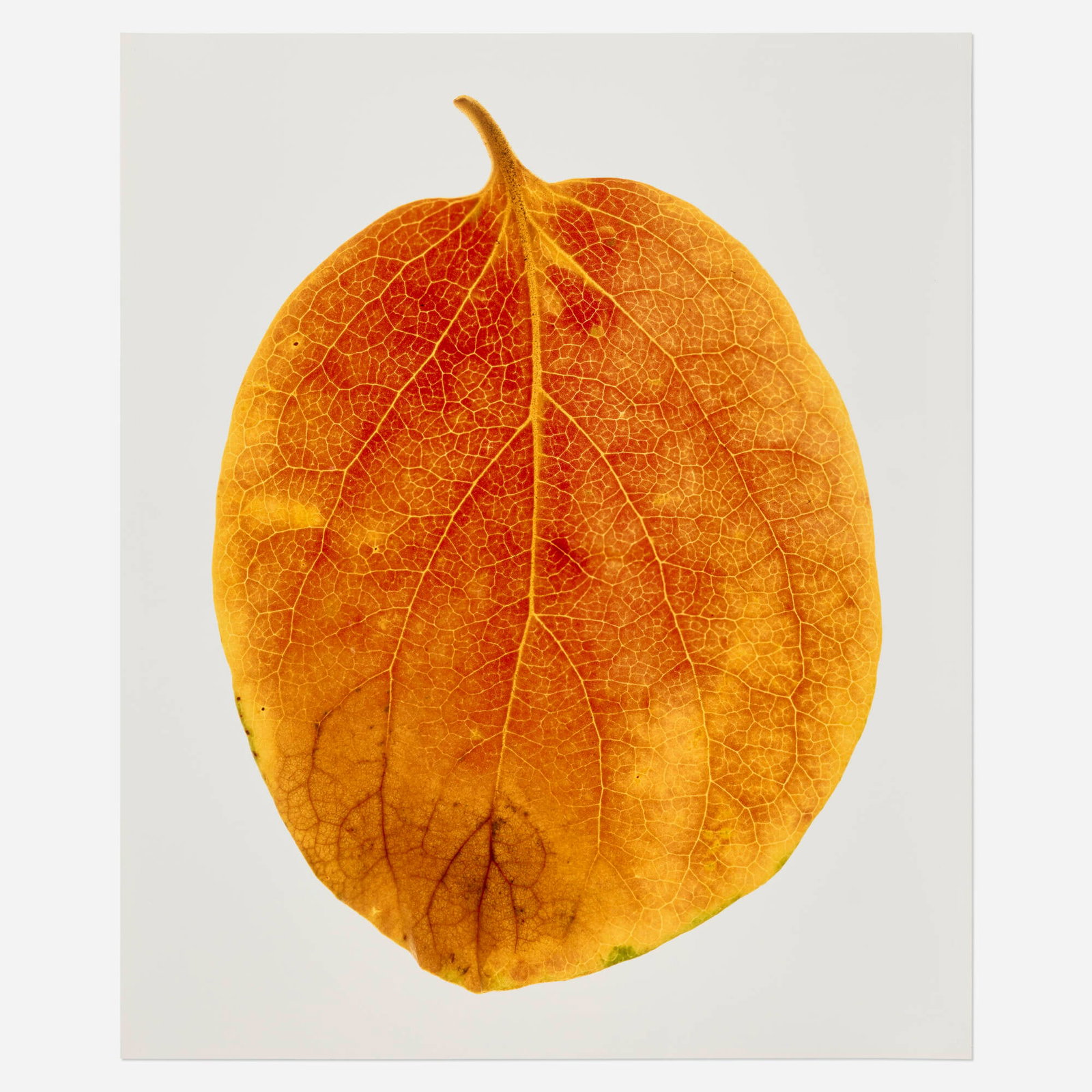 Carol Henry, Persimmon Florachrome: Carol Henry Persimmon Florachrome 1995 Cibachrome print image: 21 h x 16 w in (53 x 41 cm) sheet: 24 h x 20 w in (61 x 51 cm) Signed, titled, and dated to verso 'Carl Henry 95 Persimmon'.