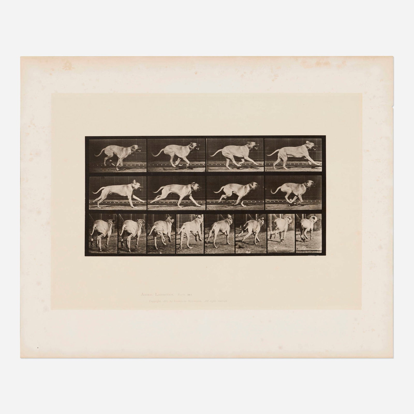 Eadweard Muybridge, Plate 707 (from the Animal Locomotion series): Eadweard Muybridge Plate 707 (from the Animal Locomotion series) 1887 collotype image: 13.625 h x 19.5 w in (35 x 50 cm) sheet: 19 h x 23.5 w in (48 x 60 cm) Printed title, date and copyright stamp