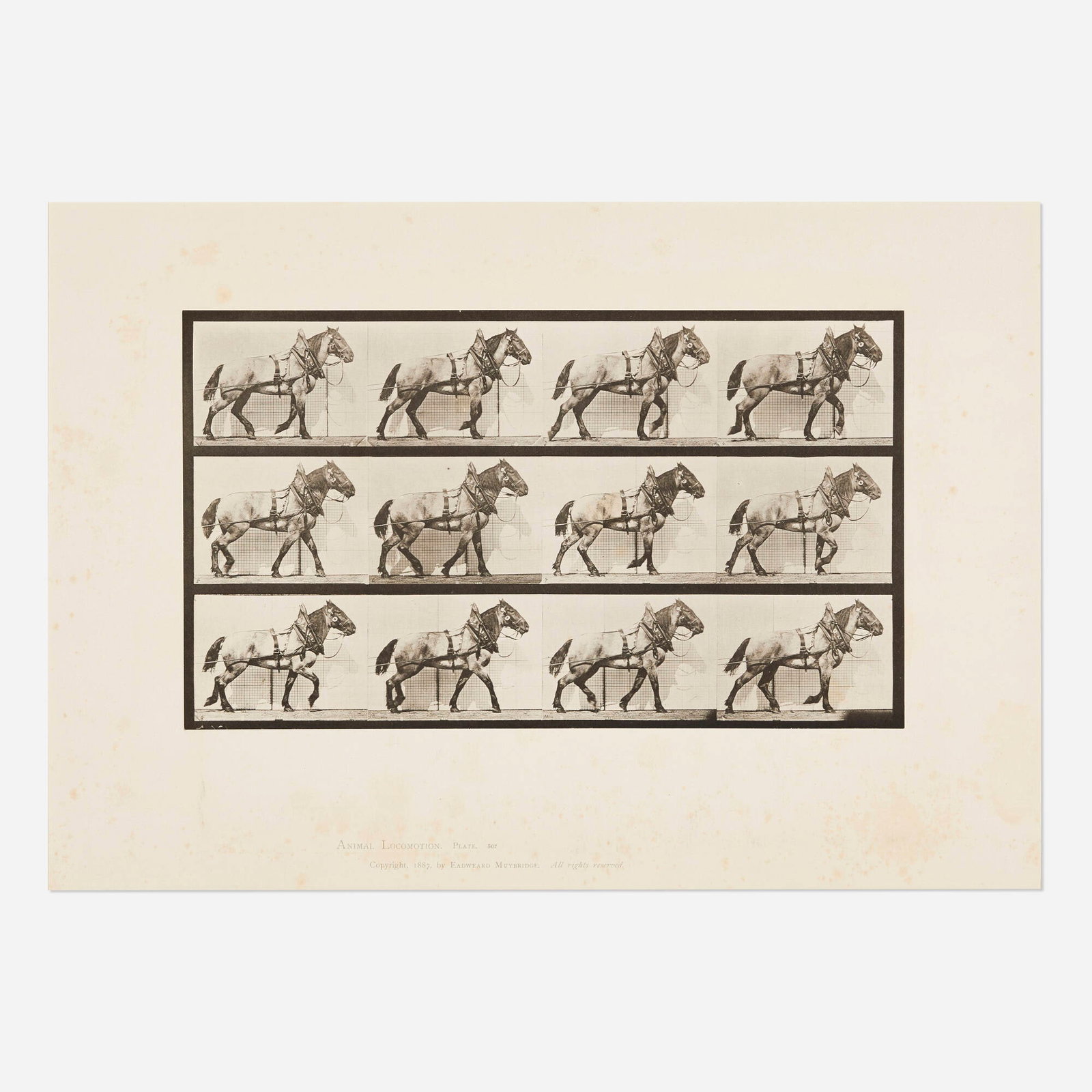 Eadweard Muybridge, Plate 56 (from the Animal Locomotion series): Eadweard Muybridge Plate 56 (from the Animal Locomotion series) 1887 vintage collotype image: 8 h x 14 w in (20 x 36 cm) sheet: 18.5 h x 23.75 w in (47 x 60 cm) Printed title, date and copyr
