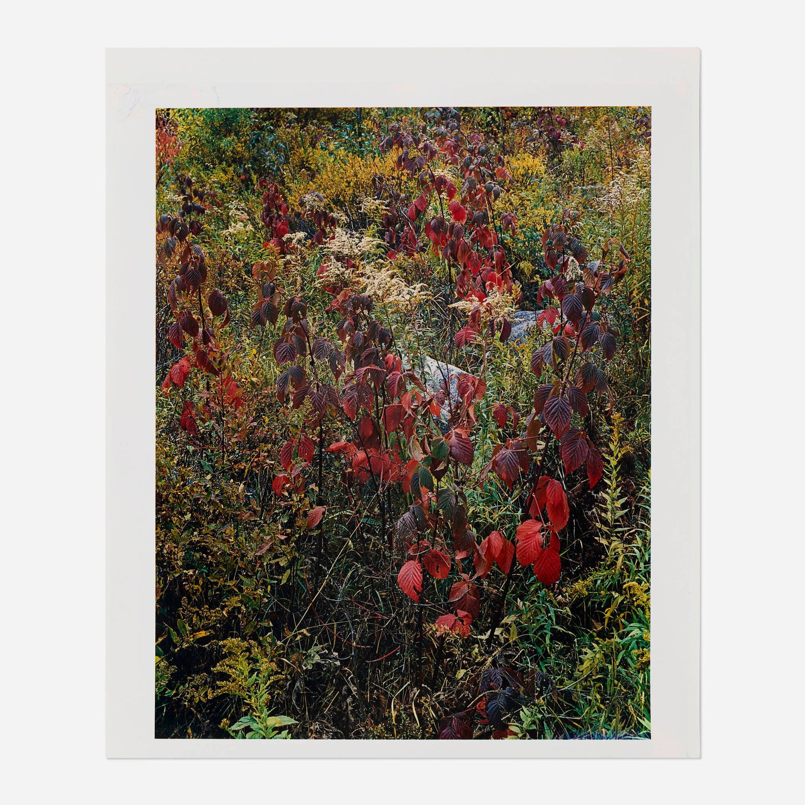 Eliot Porter, Blackberry Bushes, Adirondack Park, New York: Eliot Porter Blackberry Bushes, Adirondack Park, New York 1963 / printed 1969 vintage dye transfer print image: 10.5 h x 8.25 w in (27 x 21 cm) sheet: 12 h x 10 w in (30 x 25 cm) Signed, titled,